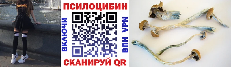 Купить где  Никольск  Псилоцибиновые грибы Psilocybe 